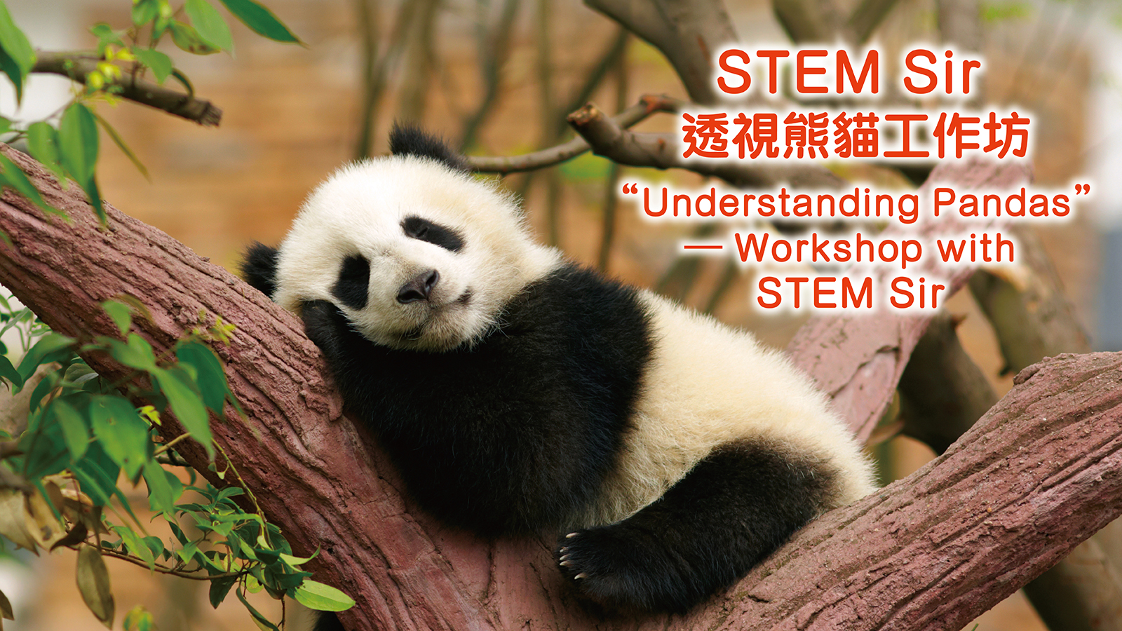 STEM Sir透視熊貓工作坊